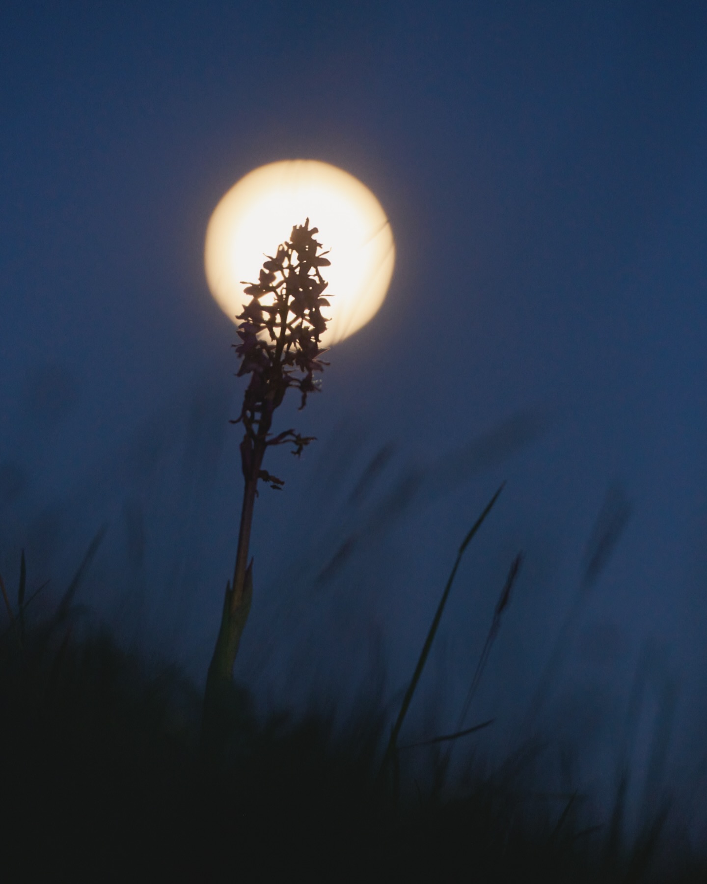 Orchidee im Mondlicht. So könnte man auch ein Gedicht nennen 🤔

#rhön #mond