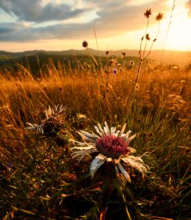 Die Silberdistel im Abendlicht. 🤗🫶