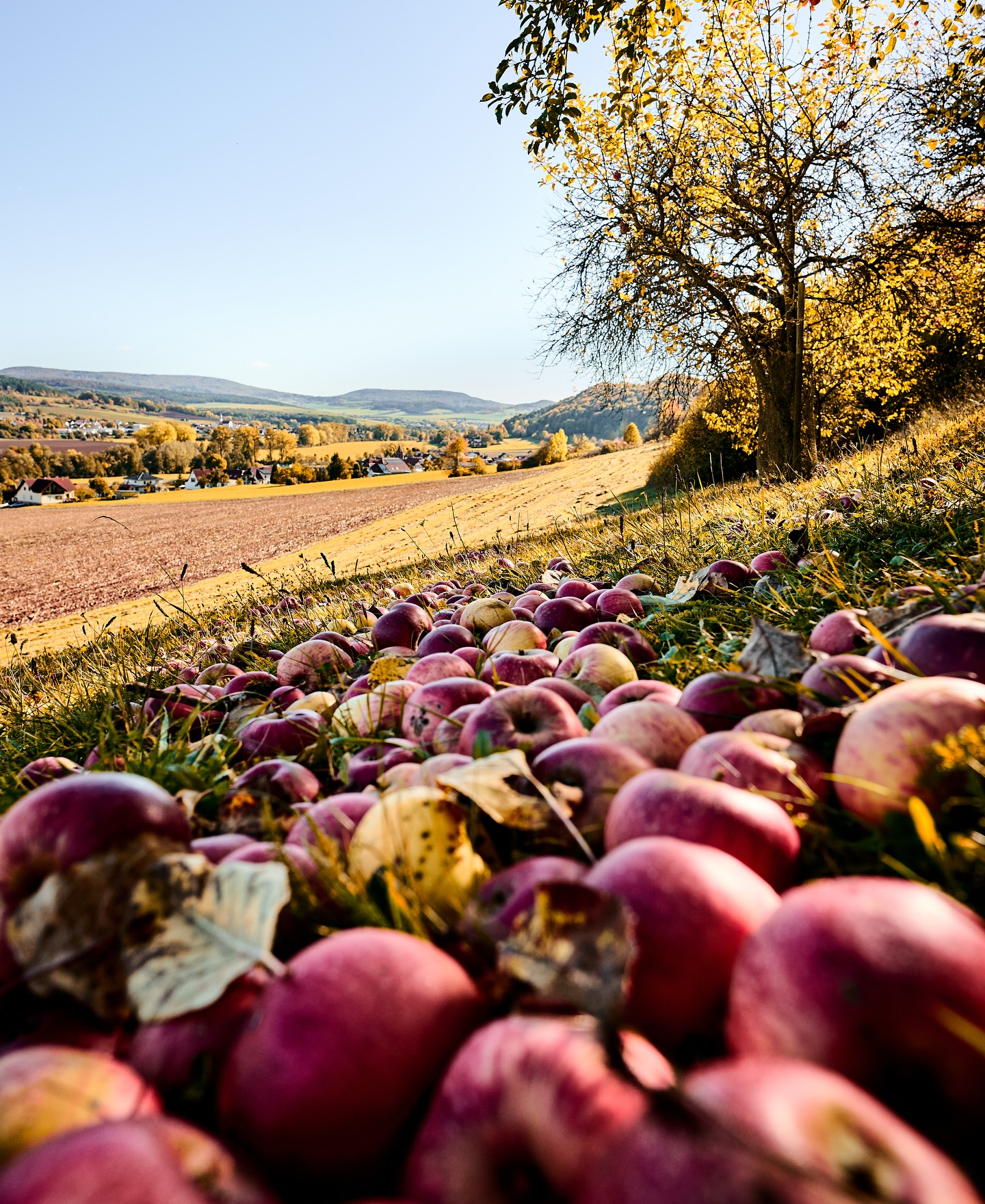 Na, wer hat gepressten Apfelsaft im Keller?
Der Herbst ist quasi vorbei und die Äpfel alle runtergefallen. Wir haben oft die Äpfel aufgelesen und in eine Kelterei gebracht und dann den Saft der eigenen Äpfel getrunken.